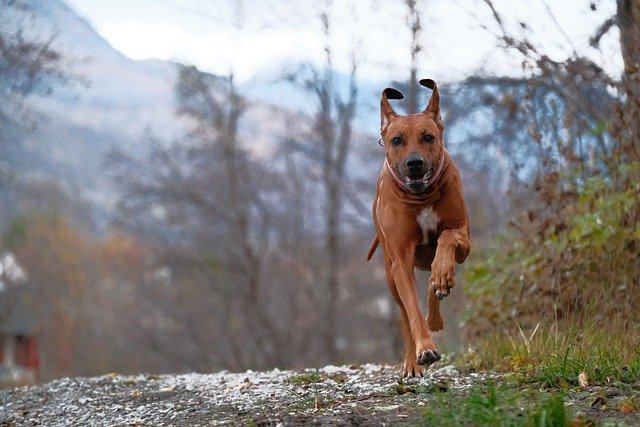 Descărcare gratuită câine animal de companie canin animal care alergă blană imagine gratuită pentru a fi editată cu editorul de imagini online gratuit GIMP