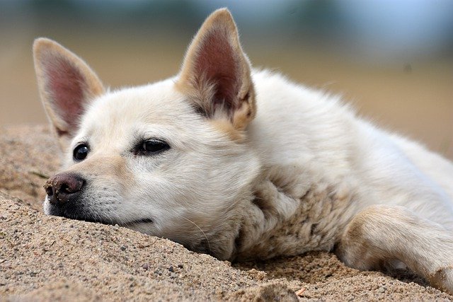 הורדה חינם של כלב חיית מחמד כלב בעל חיים חול שוכב תמונה חינם לעריכה עם עורך תמונות מקוון בחינם של GIMP
