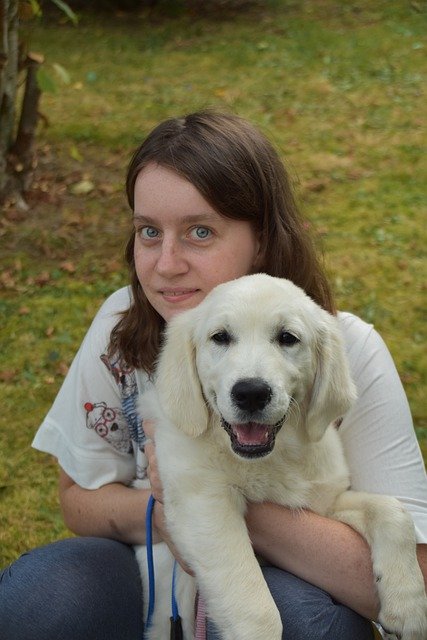 Free download dog pet golden retriever animal free picture to be edited with GIMP free online image editor