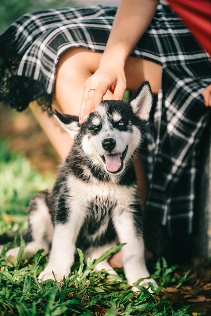 Scarica gratuitamente l'immagine gratuita del cucciolo di cane husky all'esterno da modificare con l'editor di immagini online gratuito GIMP