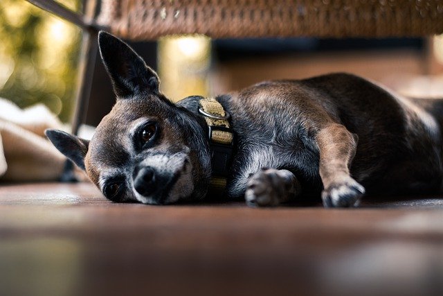 Ücretsiz indir köpek evcil köpek yavrusu yorgun köpek köpek GIMP ücretsiz çevrimiçi resim düzenleyici ile düzenlenecek ücretsiz resim
