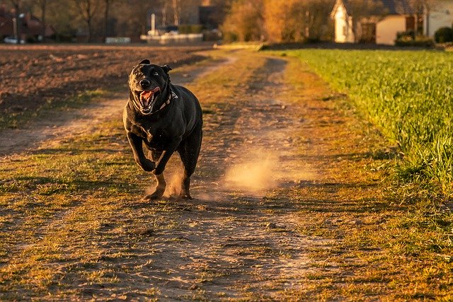 Kostenloser Download von Hund, Haustier, Lauf, laufender Hund, kostenloses Bild zur Bearbeitung mit dem kostenlosen Online-Bildeditor GIMP