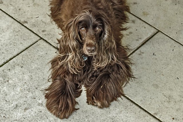 Free download dog pets mammal eyes calm hairy free picture to be edited with GIMP free online image editor