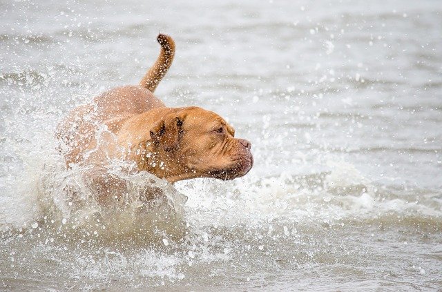 Free download dog photography dog water north sea free picture to be edited with GIMP free online image editor