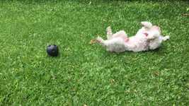 Free download Dog Poodle Pets free video to be edited with OpenShot online video editor