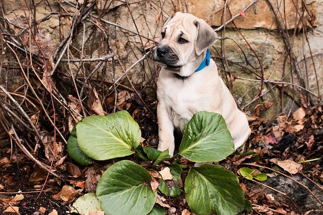 Kostenloser Download Hundewelpe ca de bou Herbstblätter kostenloses Bild, das mit dem kostenlosen Online-Bildeditor GIMP bearbeitet werden kann