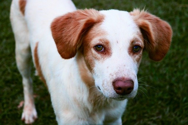 Free download dog puppy canine mammal cute free picture to be edited with GIMP free online image editor