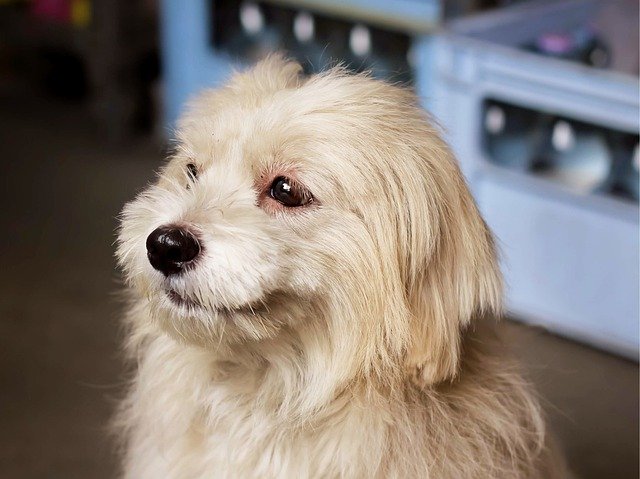Download gratuito di cane cucciolo canino shihtzu shih tzu immagine gratuita da modificare con l'editor di immagini online gratuito GIMP