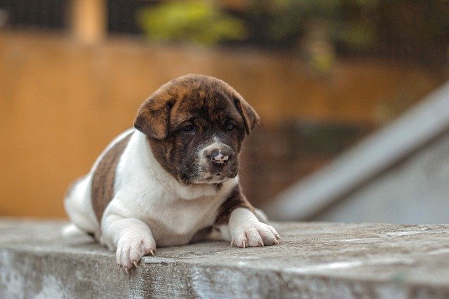 Free download dog puppy outdoors family dog pet free picture to be edited with GIMP free online image editor