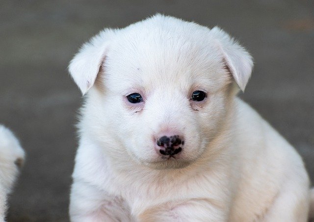 Free download dog puppy pet young eyes cute free picture to be edited with GIMP free online image editor
