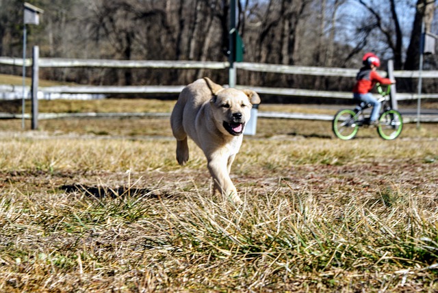 Free download dog puppy running run playful free picture to be edited with GIMP free online image editor