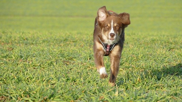 Descărcare gratuită câine cățeluș alergă animale de companie imagine gratuită pentru a fi editată cu editorul de imagini online gratuit GIMP