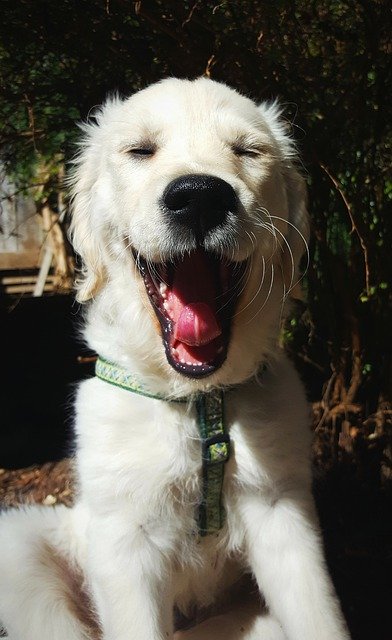 Descarga gratuita Dog Puppy Smile: foto o imagen gratuita para editar con el editor de imágenes en línea GIMP