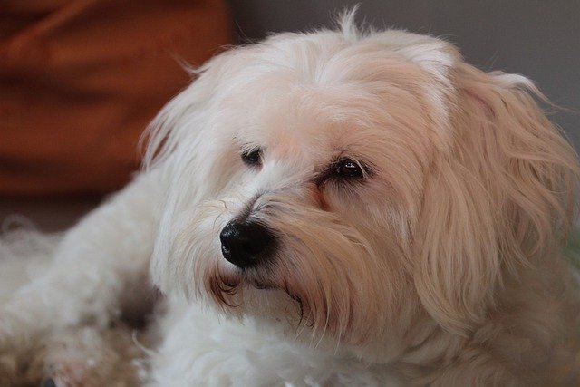 Descărcare gratuită câine cățeluș câine alb câine mic imagine gratuită pentru a fi editată cu editorul de imagini online gratuit GIMP