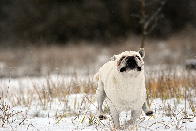 Darmowe pobieranie pies szczeniak biały mops zabawa śnieg darmowe zdjęcie do edycji za pomocą bezpłatnego internetowego edytora obrazów GIMP