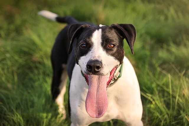 Free download dog rescue dog pet friend happy free picture to be edited with GIMP free online image editor