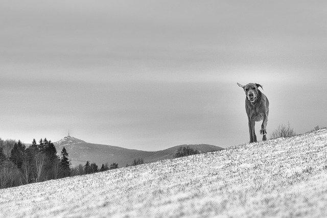 Téléchargement gratuit d'images gratuites de chasseur ludique de collines de chiens à éditer avec l'éditeur d'images en ligne gratuit GIMP