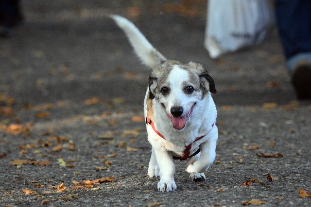 ดาวน์โหลดฟรีสุนัขวิ่งสุนัขสัตว์เลี้ยงสัตว์ฟรีเพื่อแก้ไขด้วย GIMP โปรแกรมแก้ไขรูปภาพออนไลน์ฟรี
