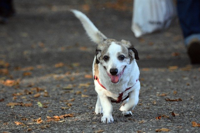 Free download dog running canine pet animal free picture to be edited with GIMP free online image editor