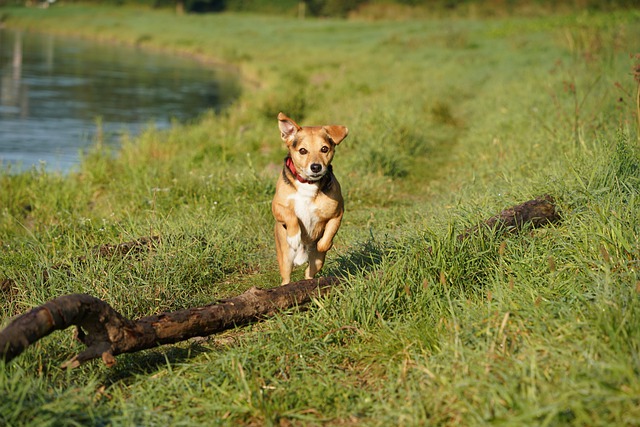 הורדה חינם של כלב רץ דשא נהר אחו תמונה בחינם לעריכה עם עורך תמונות מקוון בחינם של GIMP