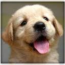 Dogs And Puppies New Tab Page  screen for extension Chrome web store in OffiDocs Chromium