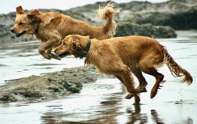 Download gratuito di cani spiaggia canina sabbia foto gratis da modificare con GIMP editor di immagini online gratuito