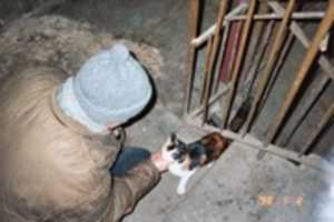 Free download Dogs, Cats, Daisy, Xstacy, free photo or picture to be edited with GIMP online image editor