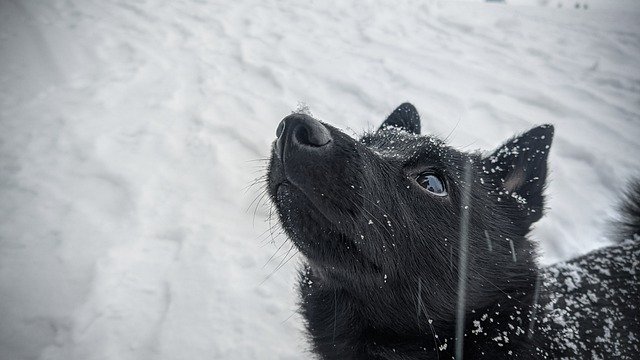 Muat turun percuma gambar percuma musim sejuk anjing schipperke snow untuk diedit dengan editor imej dalam talian percuma GIMP