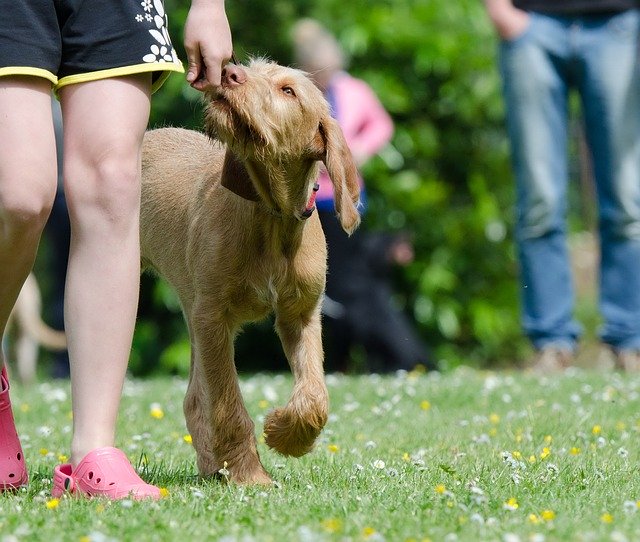 Bezpłatne pobieranie psa w szkole dla psów viszla darmowe zdjęcie do edycji za pomocą bezpłatnego internetowego edytora obrazów GIMP