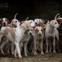 Dogs follow the pack  screen for extension Chrome web store in OffiDocs Chromium