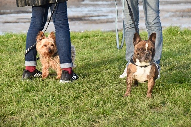 Gratis download honden franse bulldog horkshier gratis foto om te bewerken met GIMP gratis online afbeeldingseditor