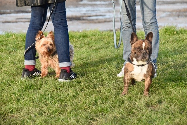 Muat turun percuma dogs french bulldog horkshier gambar percuma untuk diedit dengan editor imej dalam talian percuma GIMP