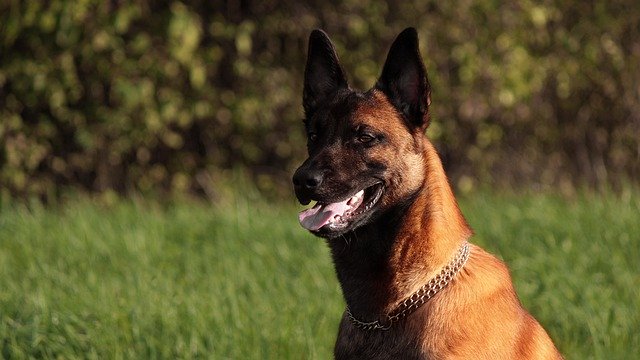 免费下载狗牧羊犬犬宠物国内免费图片使用GIMP免费在线图像编辑器编辑