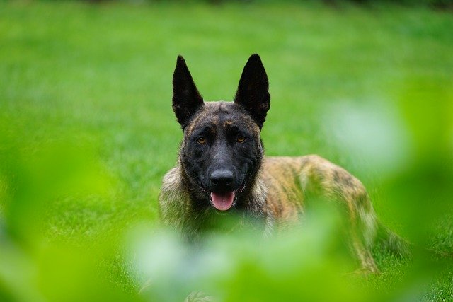 Free download dog sheep dog portrait dutch free picture to be edited with GIMP free online image editor