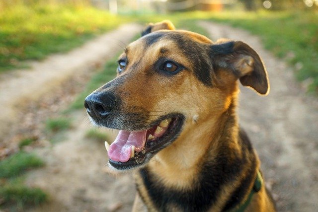 قم بتنزيل صورة مجانية لكلب الراعي كلب هجين من الثدييات مجانًا لتحريرها باستخدام محرر الصور المجاني عبر الإنترنت GIMP