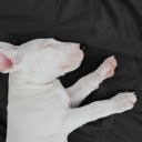Dog sleeping  screen for extension Chrome web store in OffiDocs Chromium