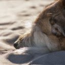 Dog sleeping on the sand  screen for extension Chrome web store in OffiDocs Chromium