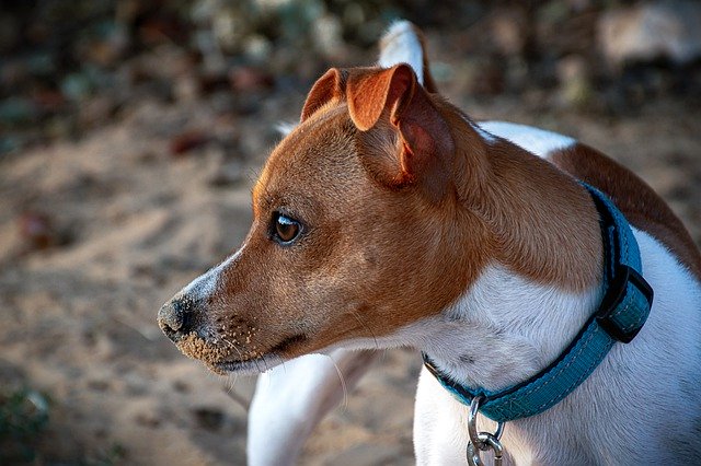Descargue gratis una imagen canina de perro inteligente y amigable para editar con el editor de imágenes en línea gratuito GIMP