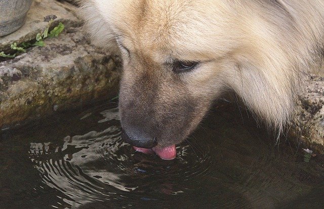 Free download dog snout drinking water tongue free picture to be edited with GIMP free online image editor