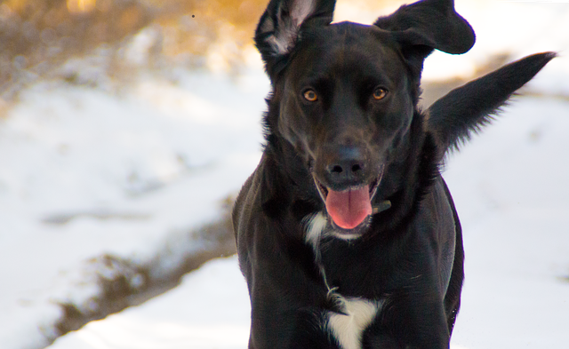 Bezpłatne pobieranie Dog Snow - bezpłatne zdjęcie lub obraz do edycji za pomocą internetowego edytora obrazów GIMP