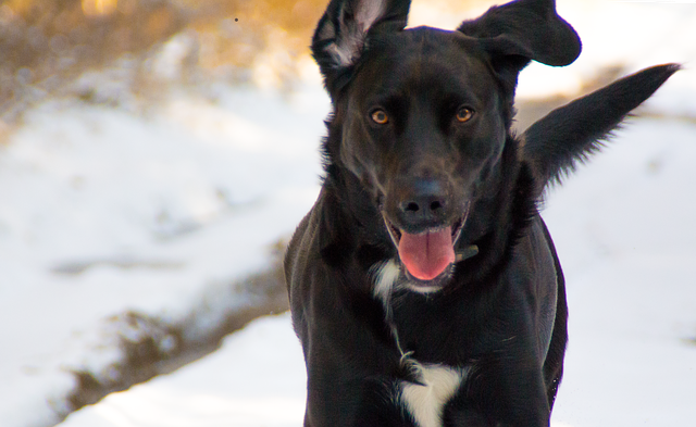 Muat turun percuma Dog Snow - foto atau gambar percuma untuk diedit dengan editor imej dalam talian GIMP