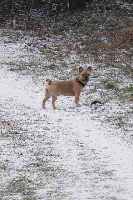 Бесплатно скачать бесплатный шаблон фотографии Dog Snow Purebred для редактирования с помощью онлайн-редактора изображений GIMP