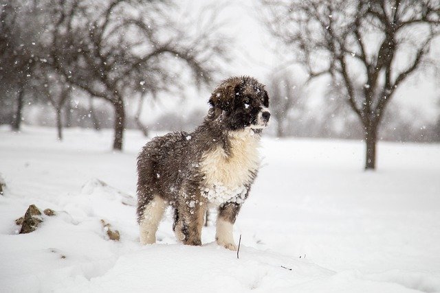 Free download dog snow snowing winter forest free picture to be edited with GIMP free online image editor