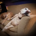 Dogs on the sofa  screen for extension Chrome web store in OffiDocs Chromium