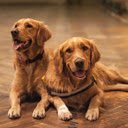 Dogs Rests Pet CBD Club  screen for extension Chrome web store in OffiDocs Chromium
