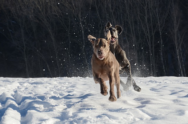 雪のワイマラナーを実行している無料のダウンロード犬GIMP無料オンライン画像エディタで編集する無料の画像