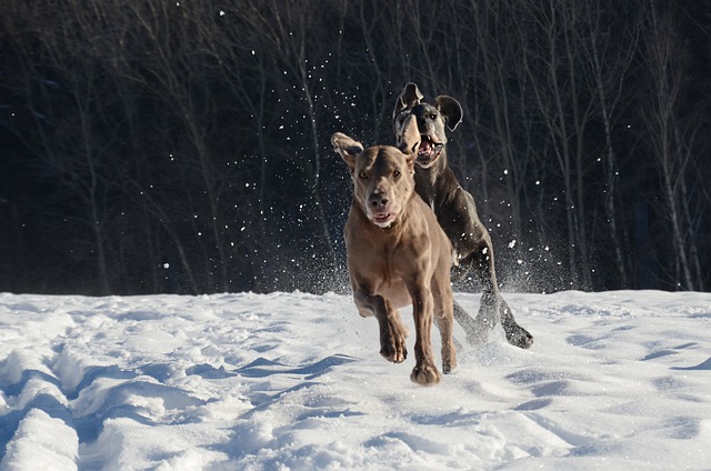 تحميل مجاني للكلاب التي تعمل بالثلج على الجليد Weimaraner ليتم تحريرها باستخدام محرر الصور المجاني على الإنترنت من GIMP