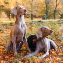 DOGS THEME  screen for extension Chrome web store in OffiDocs Chromium