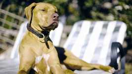 Free download Dog Sunbathing Sofa -  free video to be edited with OpenShot online video editor