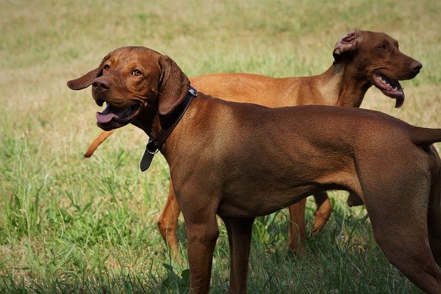 Download gratuito cani vizsla cane di razza natura immagine gratuita da modificare con l'editor di immagini online gratuito GIMP